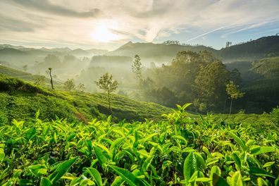Ayurveda India tea plantation