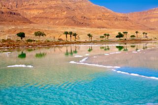 Palms and the Dead Sea 
